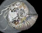 Beautiful Deshayesites Ammonites - Iridescent Shell #22508-3